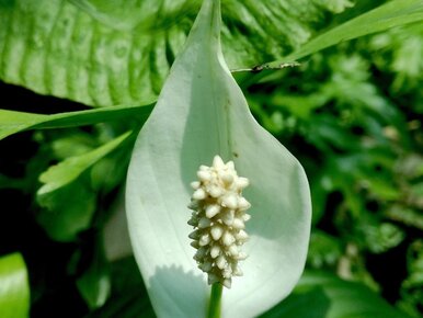 Miniatura: Wystarczyło kilka łyżek. Mój marniejący...