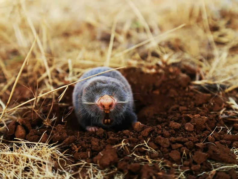 Miniatura: Czego boją się krety? Zryte na wiosnę...
