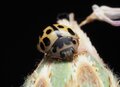 Miniatura: Wdzierają się jesienią do mieszkań,...