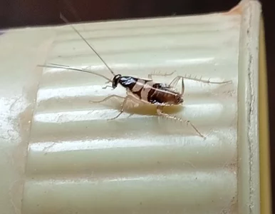 Miniatura: Przeżyją bez głowy, przenoszą dziesiątki...