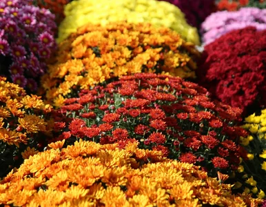 Miniatura: Ceny chryzantem w górę. Tyle zapłacimy w...