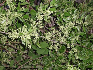 Miniatura: Masz tę roślinę w ogrodzie? Będzie...