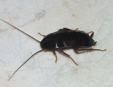 Miniatura: Karaluchy trafią pod twoje poduchy, jeżeli...