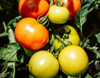 Miniatura: Co się stało ze smakiem pomidorów? To nie...