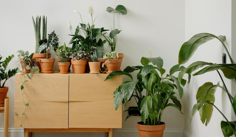 Miniatura: Te rośliny to raj dla pluskiew. Wiele osób...