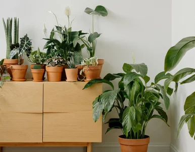 Miniatura: Brązowe liście? Prosty sposób na...