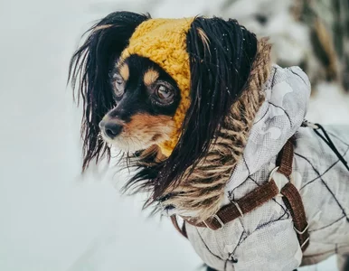 Miniatura: Zimowy spacer z psem? Pięć praktycznych...