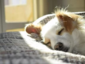 Miniatura: Wzrost podatku za posiadanie psa. Co...