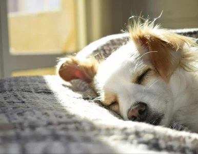 Miniatura: Wzrost podatku za posiadanie psa. Co...