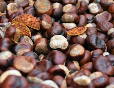 Miniatura: Pieniądze leżą jesienią na trawniku. Dorób...