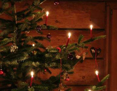 Miniatura: Choinka pod choinkę – niektóre miasta...