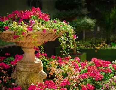 Miniatura: Zwykła rabata to za mało. Te rośliny...