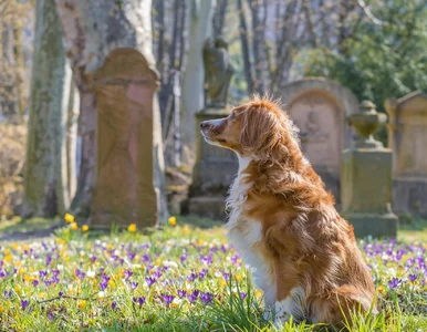 Miniatura: Dzień zadumy nad śmiercią. Czy na cmentarz...