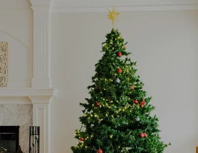 Miniatura: Ceny choinek 2025. Łap się mocno za...