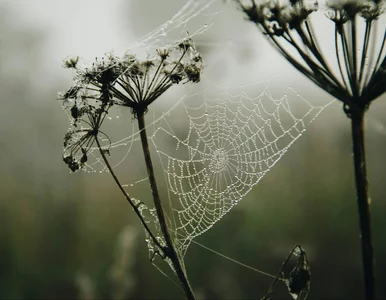 Miniatura: Biofobia zadziwia. Coraz więcej osób...