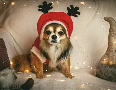 Miniatura: Psa nie oszukasz. Utrata psiego zaufania...