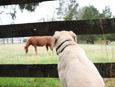 Miniatura: Wojskowe wytyczne dla psów i koni. Siły...