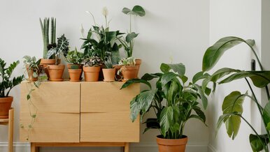 Miniatura: Brązowe liście? Prosty sposób na...