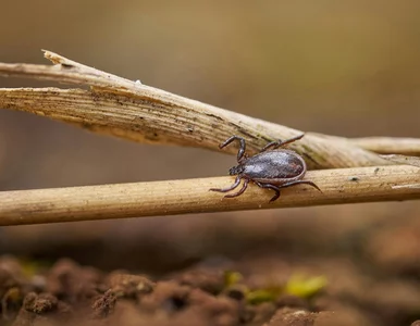 Miniatura: Plaga kleszczy w domu? To tam składają jaja