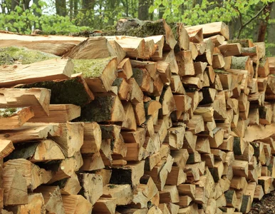 Miniatura: Ceny drewna opałowego w górę. Eksperci...