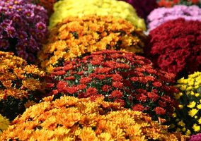 Miniatura: Ceny chryzantem w górę. Tyle zapłacimy w...