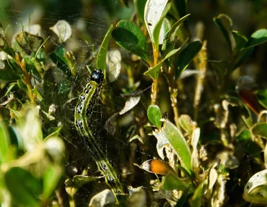 Miniatura: Twój bukszpan może być w...