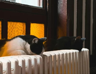 Miniatura: Nowe zasady rozliczania ciepła w blokach...