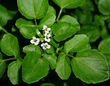 Miniatura: Najzdrowsze warzywo na świecie rośnie też...