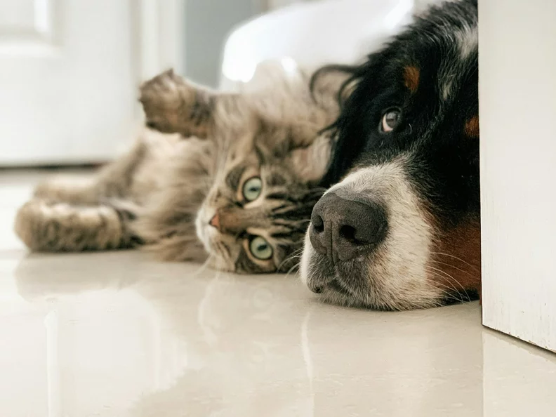 Miniatura: Obowiązkowy chip dla kota i psa....