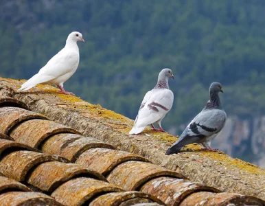 Miniatura: Gołębie niszczą balkon? Jest prosty...