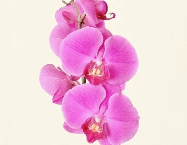 Miniatura: Reanimacja storczyka. Odżyje po zmianie...