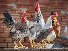 Miniatura: Własne kury? Sprawdź, ile sztuk możesz...