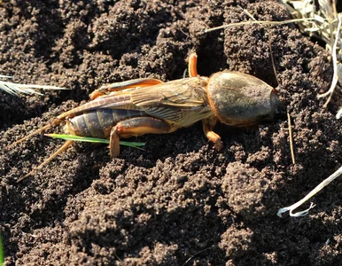 Miniatura: Ten owad ma nawet 10 cm i żyje w ziemi....