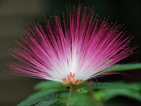 Miniatura: Wygląda magicznie, pachnie obłędnie. Oto...