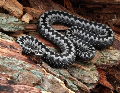 Miniatura: Węże coraz częściej pojawiają się w...