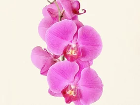 Miniatura: Reanimacja storczyka. Odżyje po zmianie...