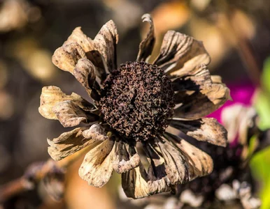 Miniatura: Dzielisz się nasionami z sąsiadami?...