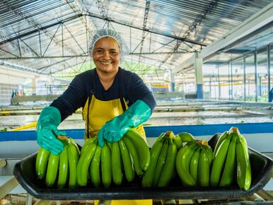 Miniatura: Banany z certyfikatem? W tej sieci są...