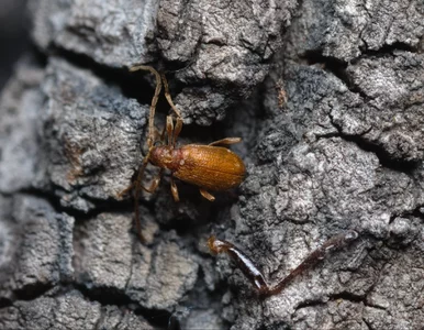 Miniatura: Wchodzą do szop i domków letniskowych....