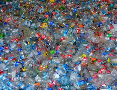 Miniatura: Żywy plastik. Będzie wyższy poziom...