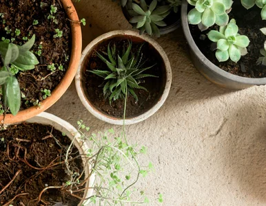 Miniatura: Niepozorny nalot w doniczce. Tak zaczyna...