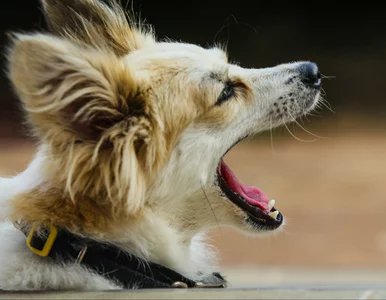 Miniatura: Męczące szczekanie psa – będą w końcu nowe...