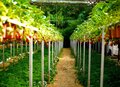 Miniatura: 310 godzin harówki na plantacji w...