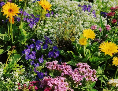 Miniatura: Kontrole ogrodów. Wezwanie do zapłaty...