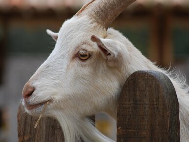 Miniatura: Piję to mleko od lat. Najlepsze dla kości...