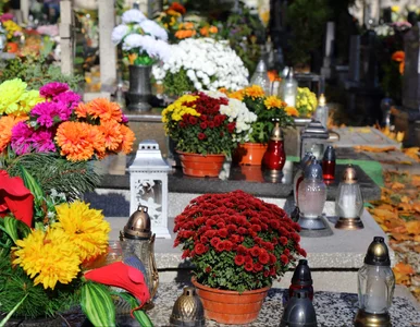 Miniatura: Tak rozpoznasz najtrwalsze chryzantemy....