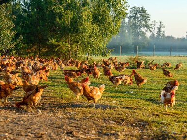 Miniatura: Naukowcy przebadali polskie kurczaki....