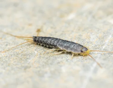 Miniatura: Nieproszeni goście w łazience? Najlepszy...