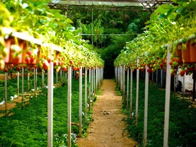 Miniatura: 310 godzin harówki na plantacji w...