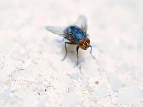Miniatura: Muchy w domu? Ta przyprawa może je...